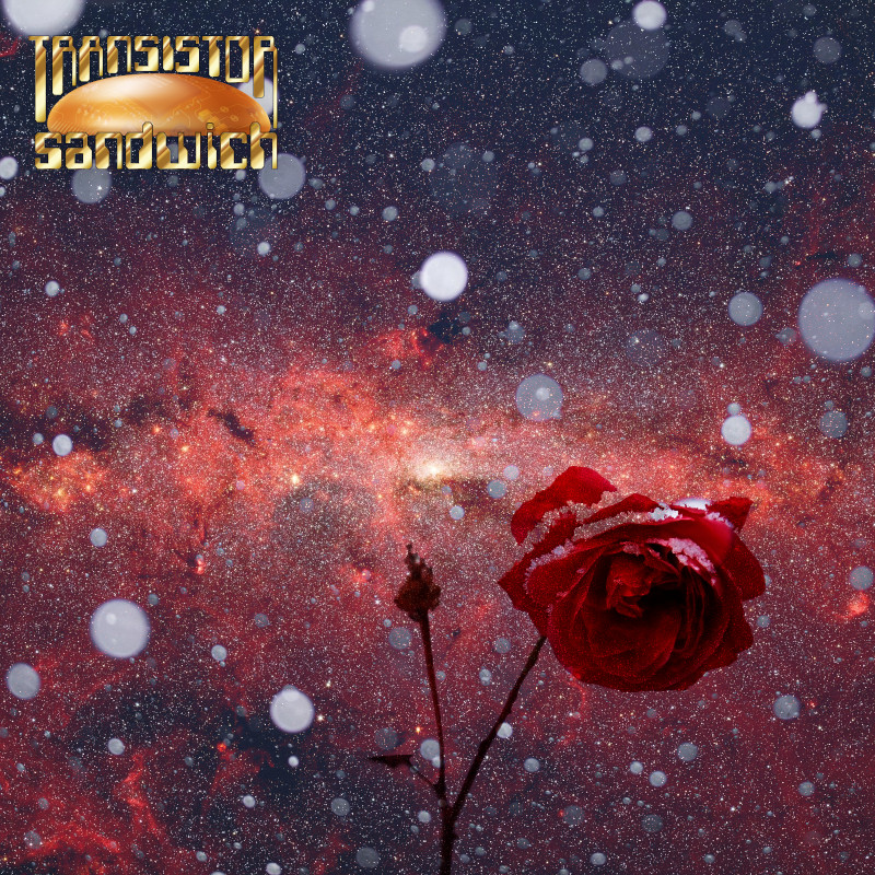 a rose against a starry background with snow falling